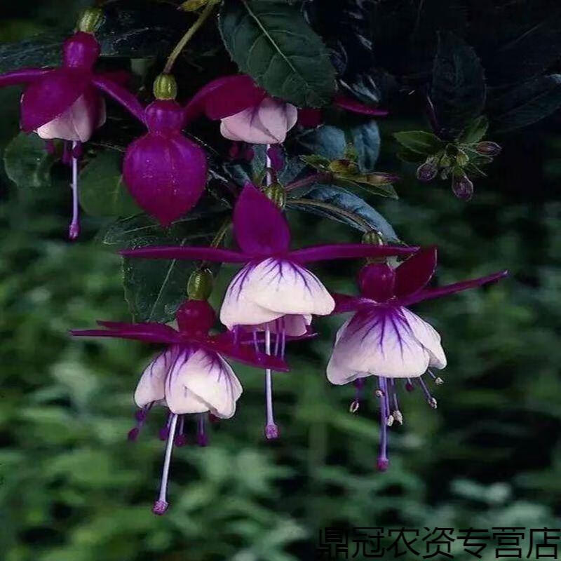 倒挂金钟灯笼花花种子吊钟海棠四季易种花草种籽植物盆栽圆心倒挂金钟