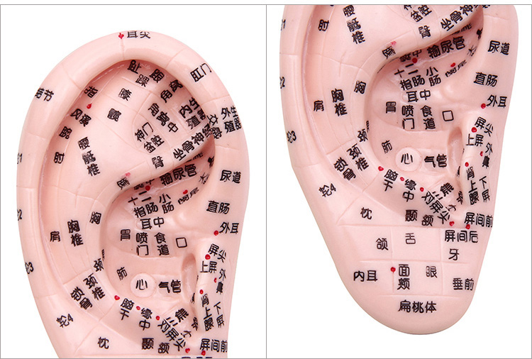 访客清晰刻字耳模型耳穴模型按摩针灸教学穴位耳穴人体反射区耳朵模型