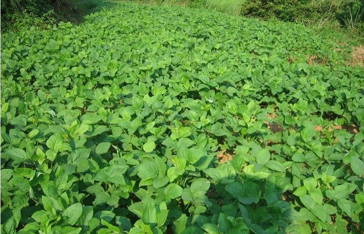 新豆东北花饭豆新鲜奶花芸豆农家自产白芸豆干腰豆四季豆2斤5斤红花豆