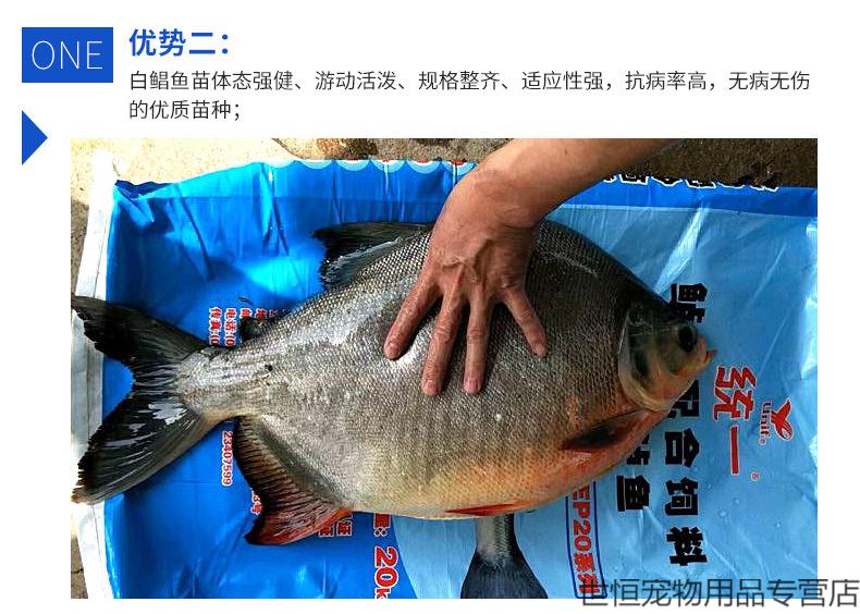 鲳鱼苗活体白鲳鱼苗红鲳鱼苗活体红腹鲳鱼苗活体45cm20条