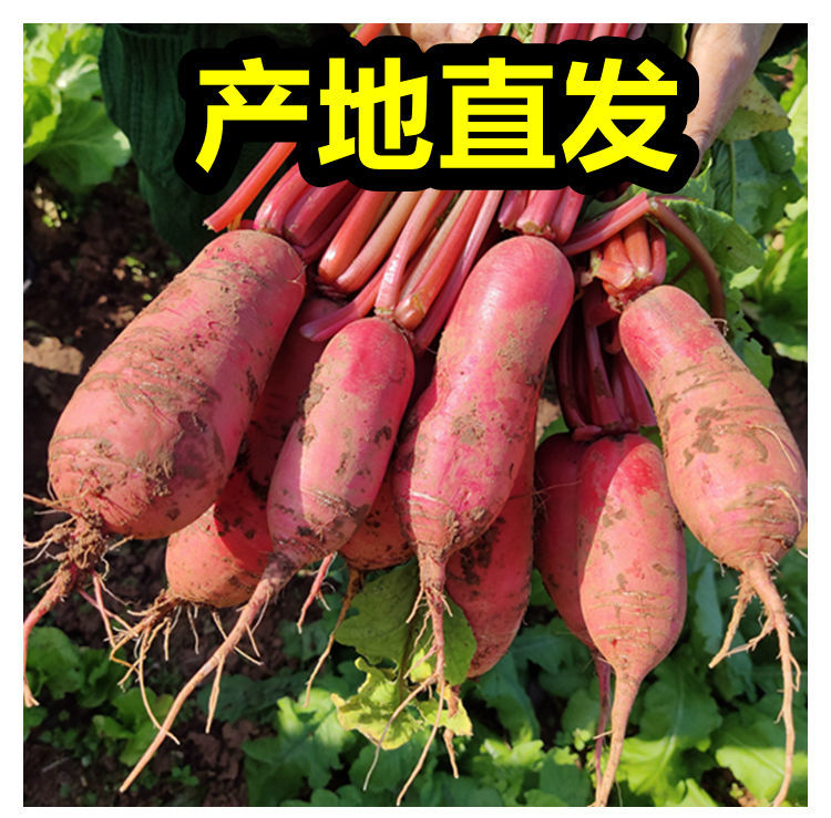 四川红皮萝卜新鲜蔬菜红皮白肉水萝卜现摘现发农家自种泡菜红萝卜5斤