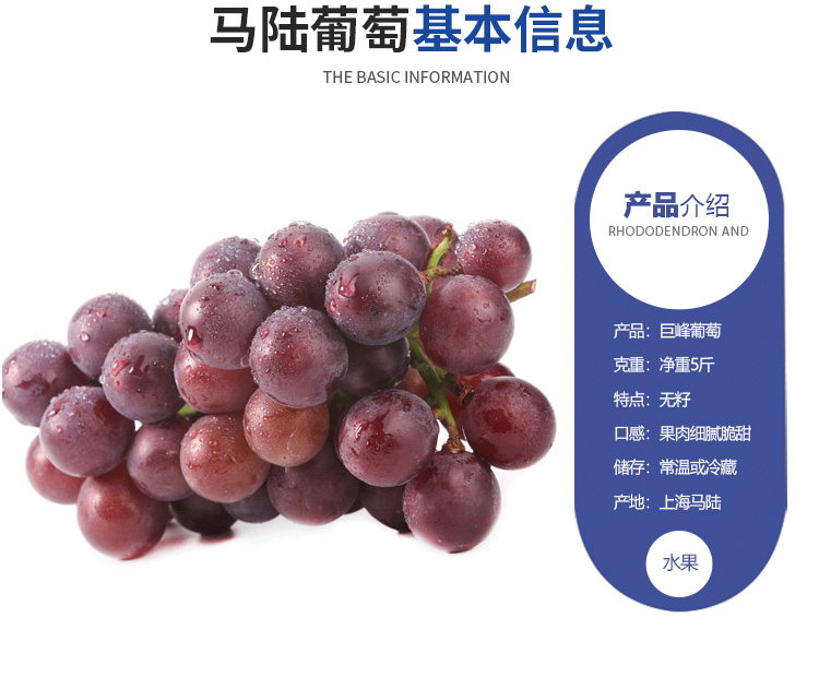 巨峰葡萄新鲜水果上海嘉定马陆葡萄无籽净重5斤装