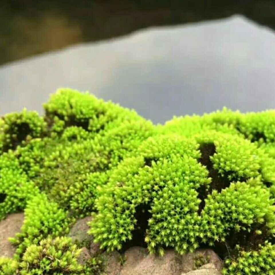 新鲜活苔藓植物微景观鲜活青苔盆景铺面假山装饰苔藓孢子粉朵朵藓孢子