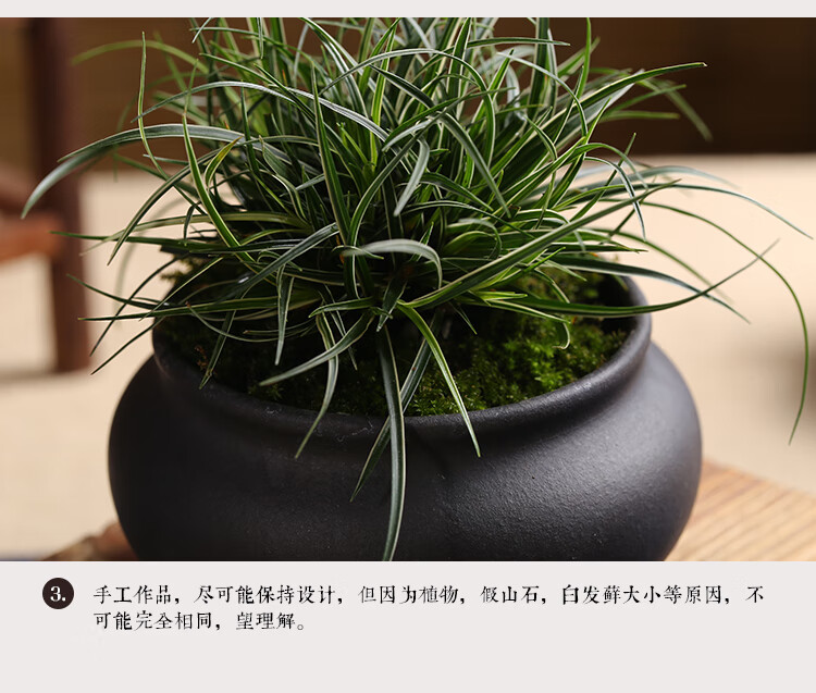 山野草金丝苔草银边姬苔草菖蒲盆栽微景观室内办公司四季常青 黑方盆