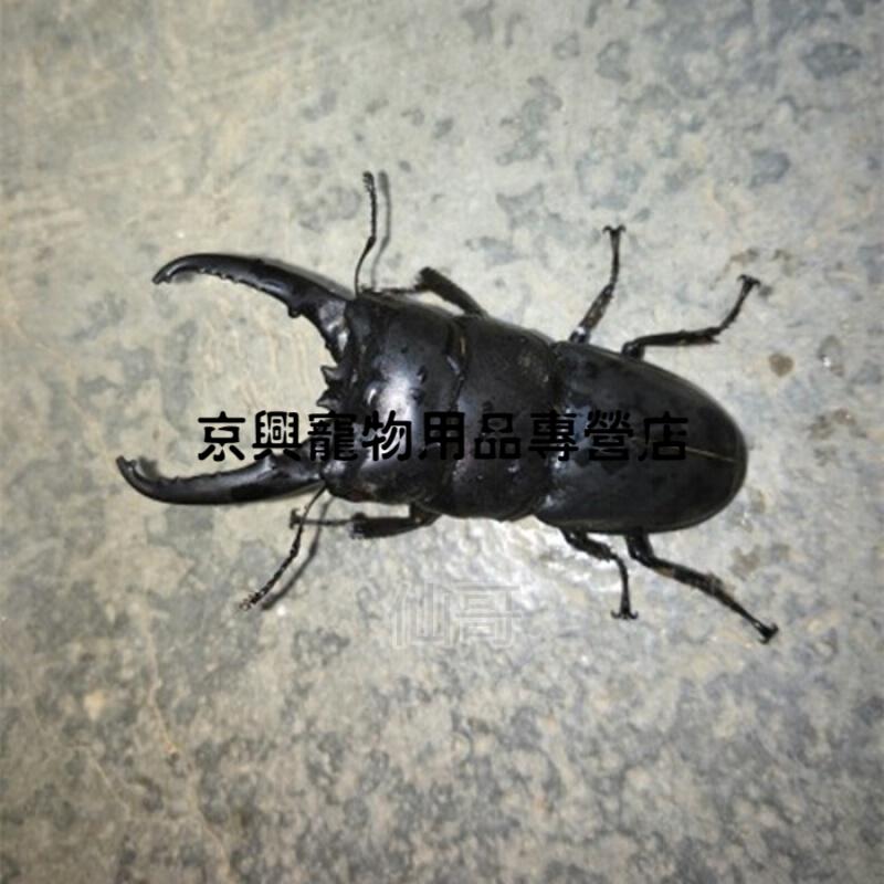 京兴宠具中华大扁锹甲虫昆虫宠物活体成虫好养非独角仙【独 角仙成虫