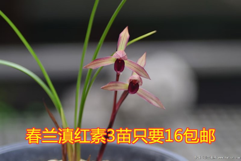 浙江老种兰花苗盆栽 春兰 滇红素 滇兰铭品浓香花卉盆栽植物 莲瓣兰