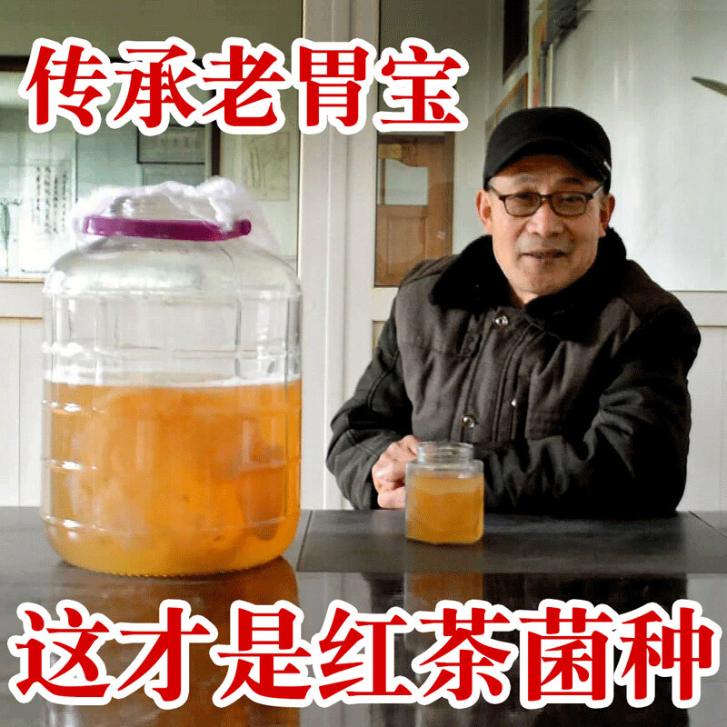 红茶菌菌种传统老胃宝海宝醋蛾子红茶菌海宝菌母菌菌种500ml培养缸