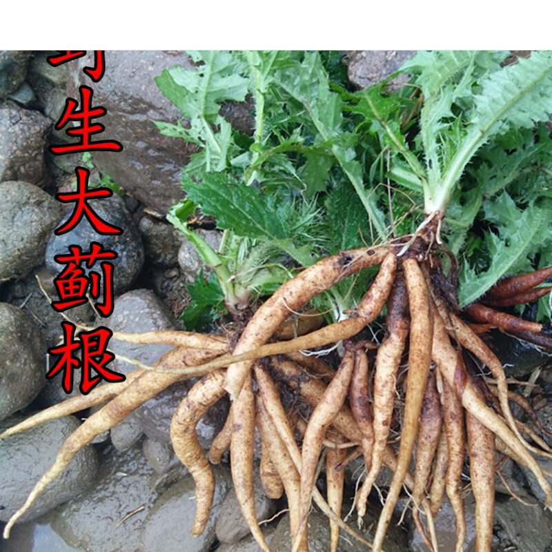 伟博 新鲜大蓟根 刺儿菜 猪姆刺 虎蓟 马蓟 野红花 鸡项草500g【图片