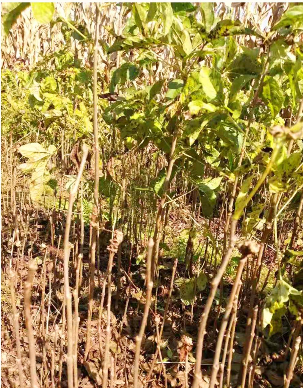 东北刺五加苗短梗刺五加山野菜中草药苗刺五加树苗包成活苗圃直供德资