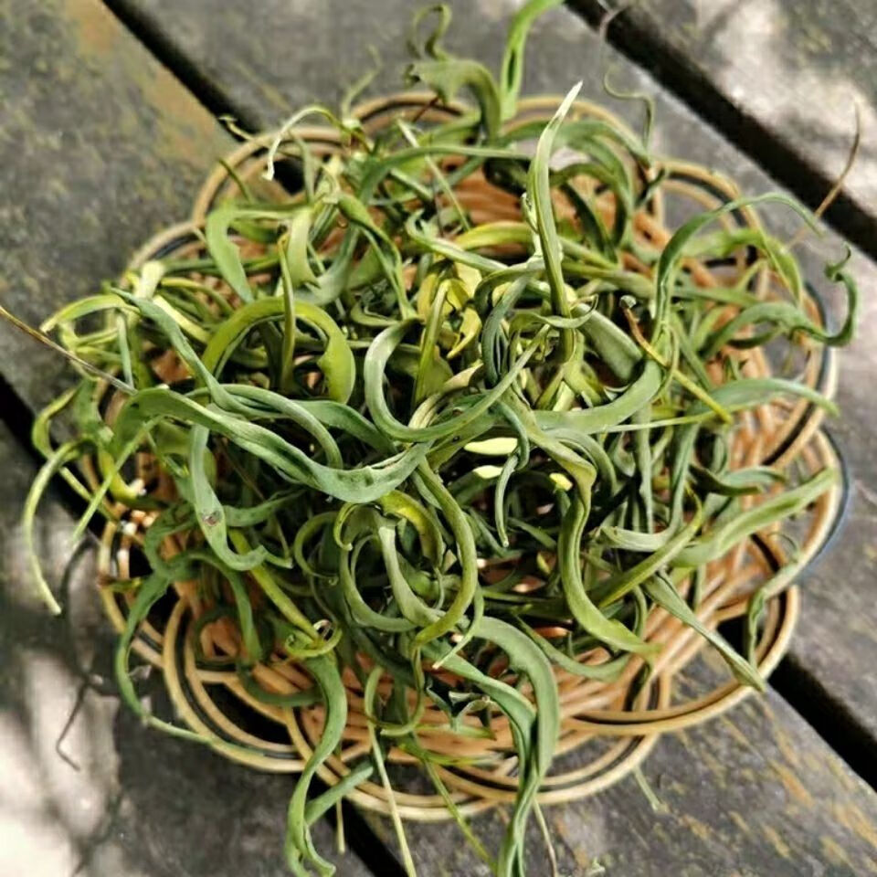 【官方旗舰】正宗草草茶肾精草茶猫须草产地直销金钱草中草药 500克