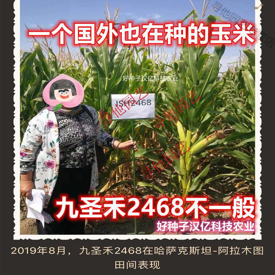 九圣禾2468粮王国审高产玉米种子大全大棒抗旱抗倒春播夏播南北方高产