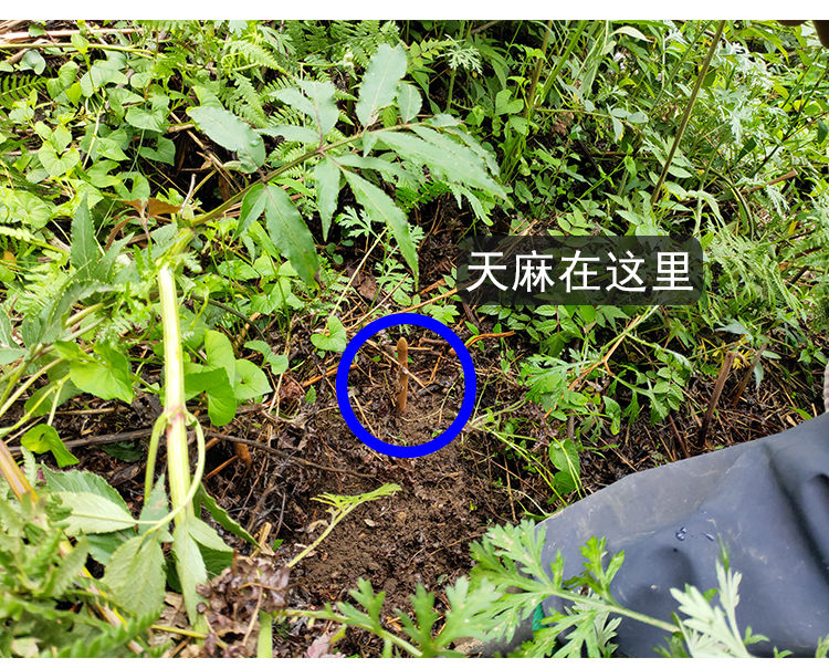 昭通天麻云南乌天麻500g干货小草坝切片磨粉复原特级1斤18个左右斤