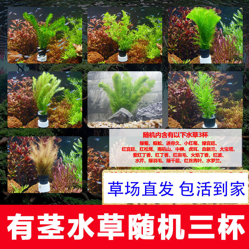 【京选推荐】水草活 好养耐活真水草植物绿菊大叶绿九冠鱼缸水草造景