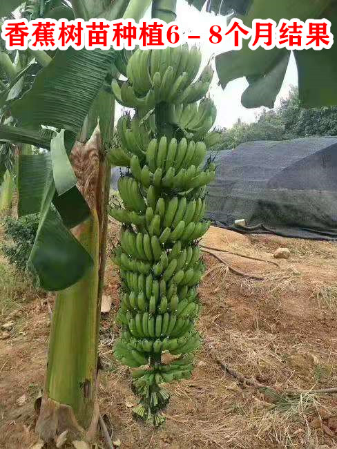 广西香蕉苗巴西蕉中蕉9号苗红香蕉芭蕉矮化蕉苗树苹果蕉当年结果30