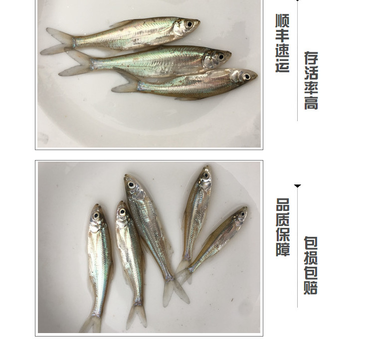 翘嘴鱼苗翘嘴鲌白鱼苗刁子鱼大米翘壳翘嘴巴撅嘴鱼苗淡水鱼苗活体