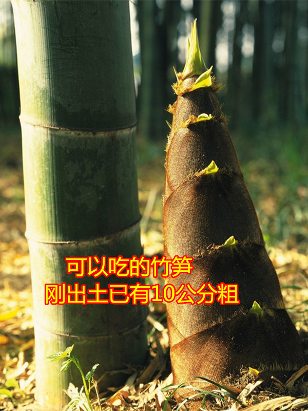 大型巨龙竹竹苗楠竹苗毛竹苗食用竹笋竹子苗巨龙竹鞭根地栽竹根笋1416