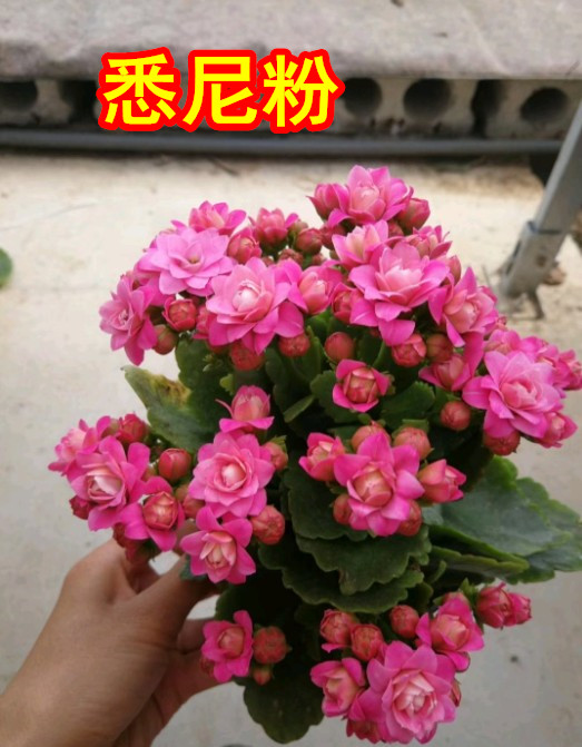 采缇 四季开花长寿花带花苞盆栽重瓣绿巴黎花苗多肉植物室内花卉 稀有