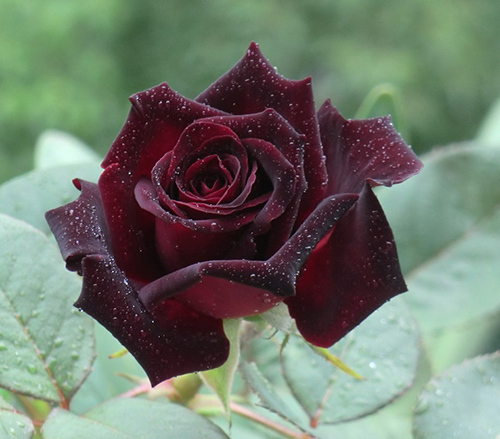 多年生月季花苗黑巴克黑红色玫瑰切花月季花大苗特大花卉盆栽植物曲