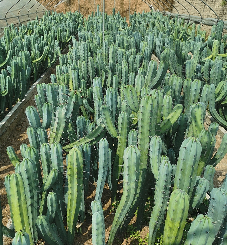 龙神木仙人柱蓝色仙人掌科植物量天尺仙人球盆栽造景好养非仿真其他