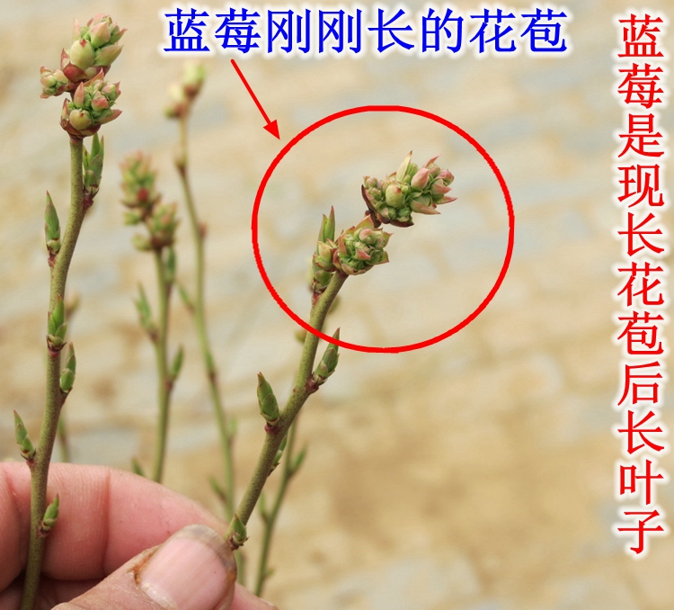 蓝莓苗盆栽庭院各种阳台小水果树苗室内南方北方地栽种植四季结果三年