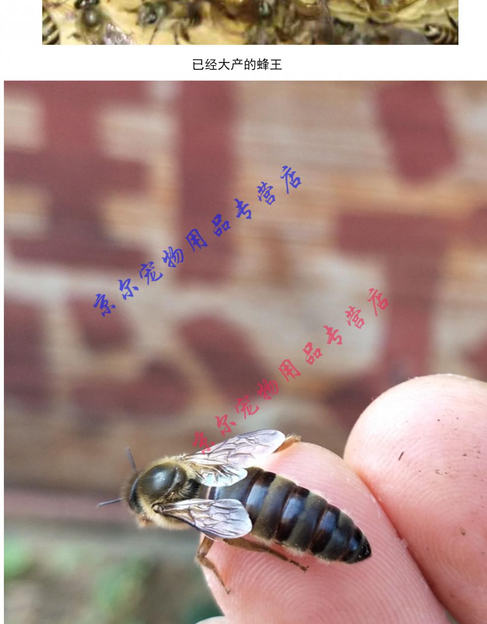 天弗中蜂蜂王活体高产蜜红环产卵王 精选土蜂开产王