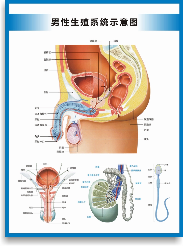 男性生殖挂图生殖器官海报图片医院科室男科挂图 男性生殖示意图a款