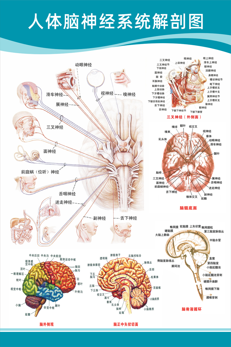医院科室挂图医院科室头部脑神经人体解剖结构示意图大脑血液循环医学