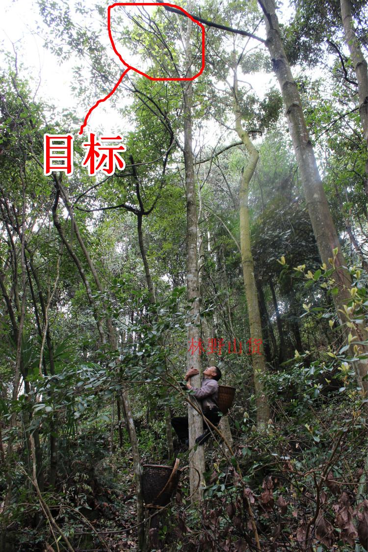 有仁堂野外生长青钱柳嫩茶湖南张家界金钱柳古树嫩芽无糖产品罐装茶叶