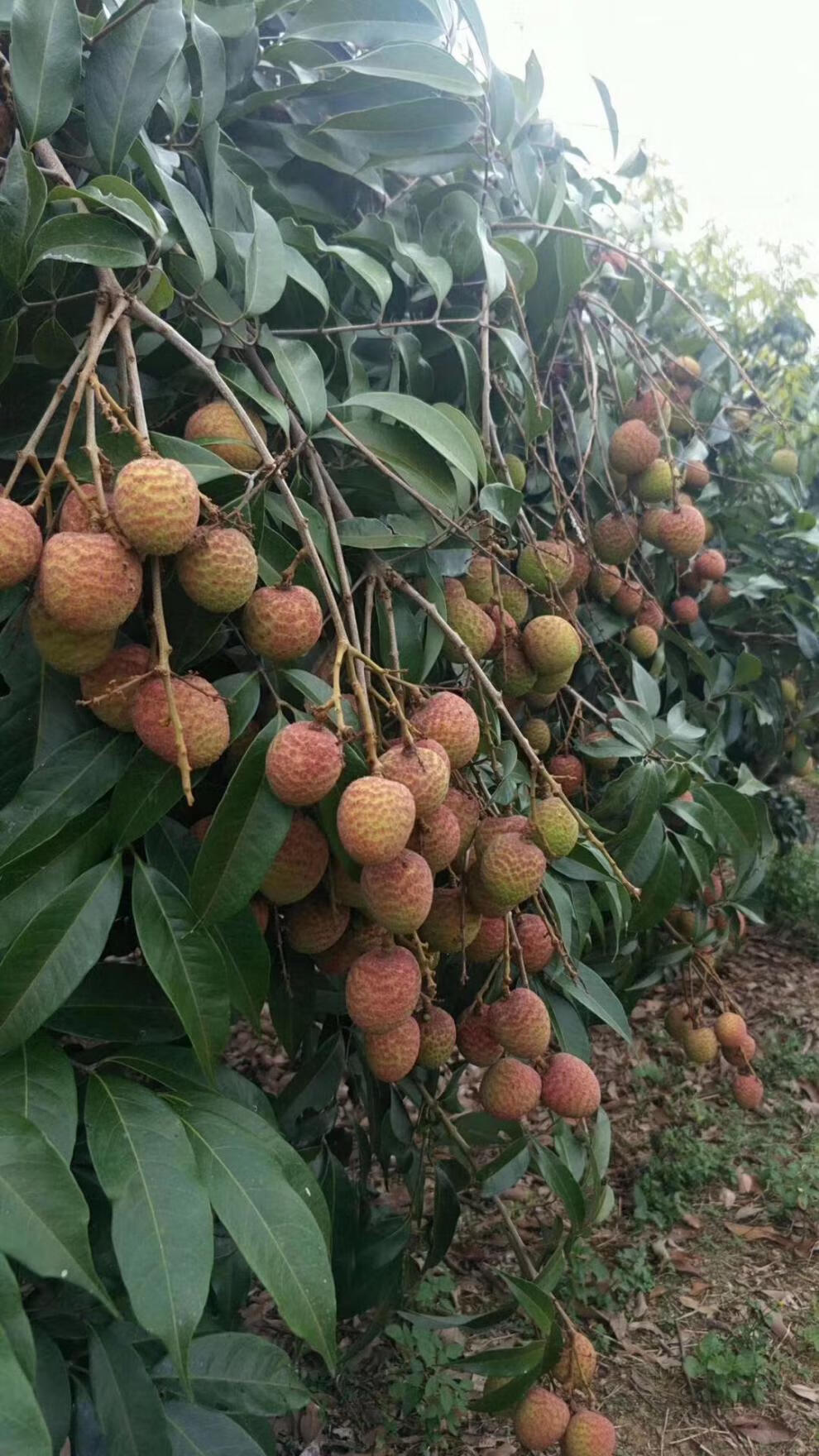 荔枝树苗嫁接桂味荔枝苗新品种水果苗南方种盆栽地栽当年结果2年苗