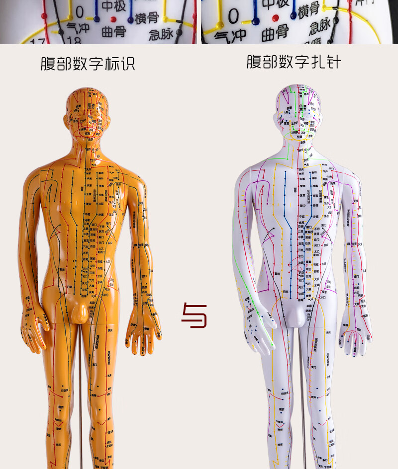 人身穴位模型针灸模型橡胶人体针灸穴位模型经络铜人中医教学人体 铜