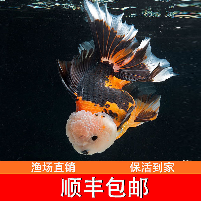 工匠头五花泰狮金鱼观赏鱼金鱼活体泰狮鱼苗百褶泰狮冷水鱼易养包活
