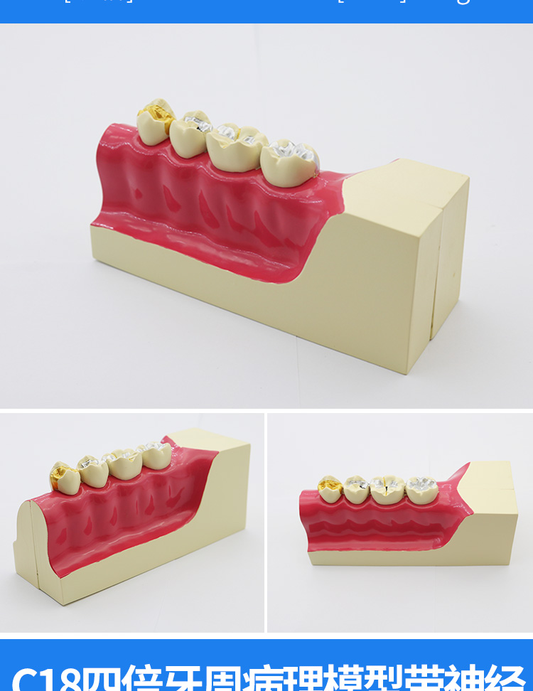 牙齿口腔模型牙科牙模型模具牙齿模型牙科教学模型可拆