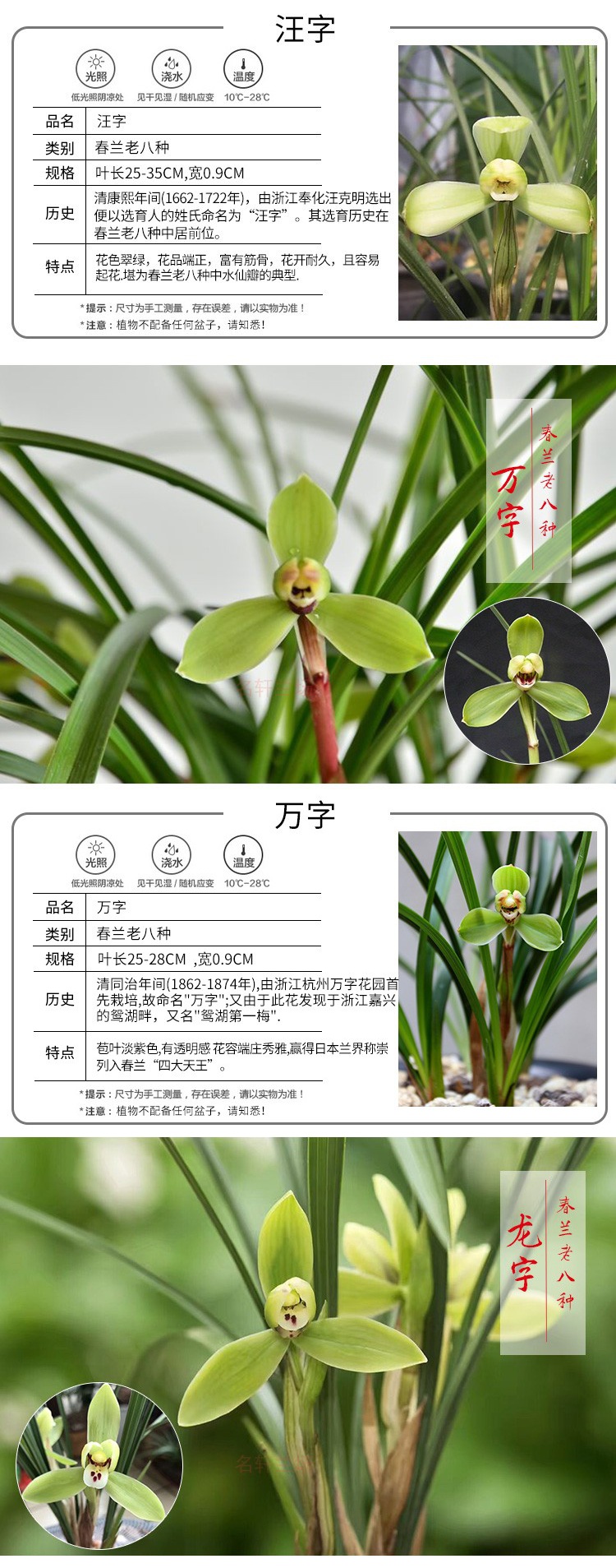 兰花苗春兰老八种宋梅集园万字盆栽植物阳台室内美观限时宋梅2苗99元