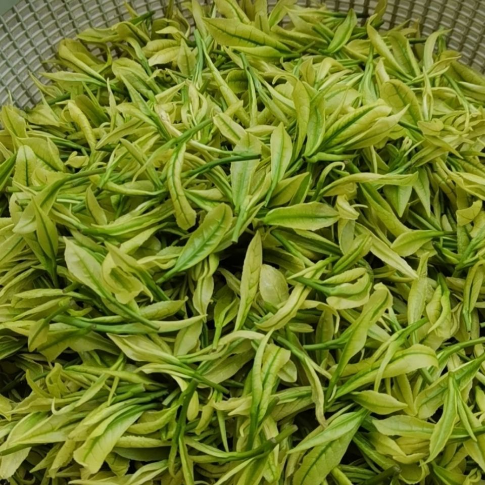 2022年新茶贵州正安l白茶明前茶叶珍稀栗香云雾茶茶50g
