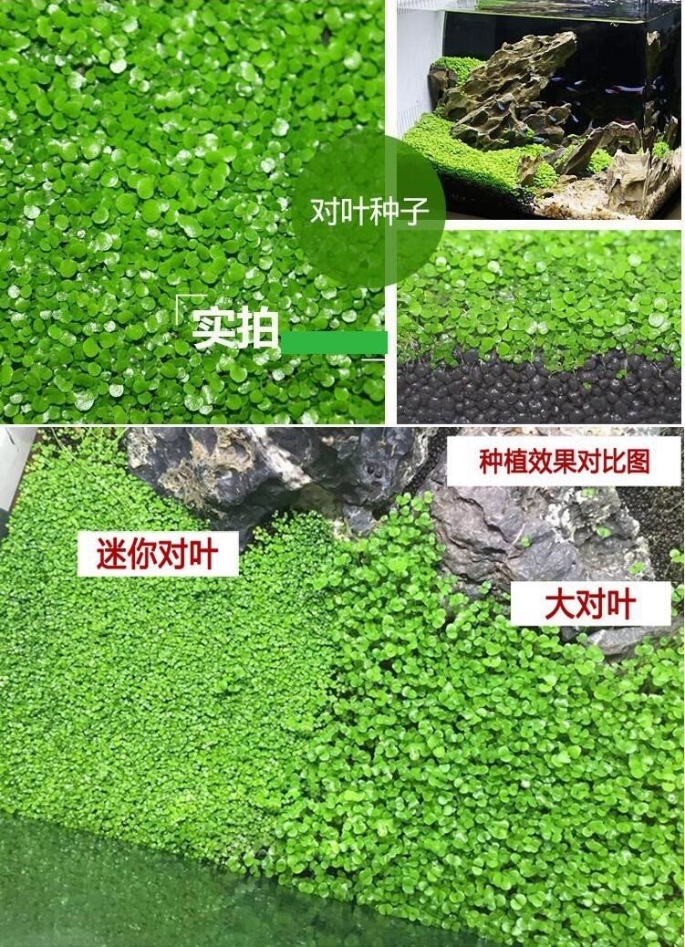 水草种子迷你对叶草鱼缸前景草速成草坪种子水族箱造景牛毛草种子大对