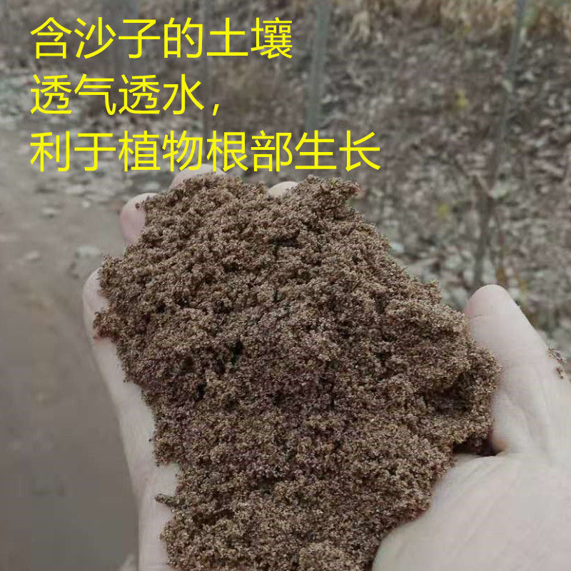 盆景沙土天然沙土沙壤土种菜种花盆栽盆景专用土种植土细沙土壤定制禧
