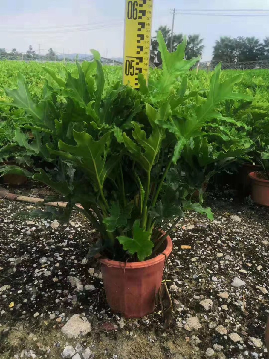 春羽盆栽苗春雨春芋室内小大型观叶绿植物四季常青耐阴吸甲醛美观