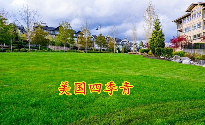 美国四季青草坪种子四季青草籽草种耐寒耐践踏工程绿化护坡狗牙根原种