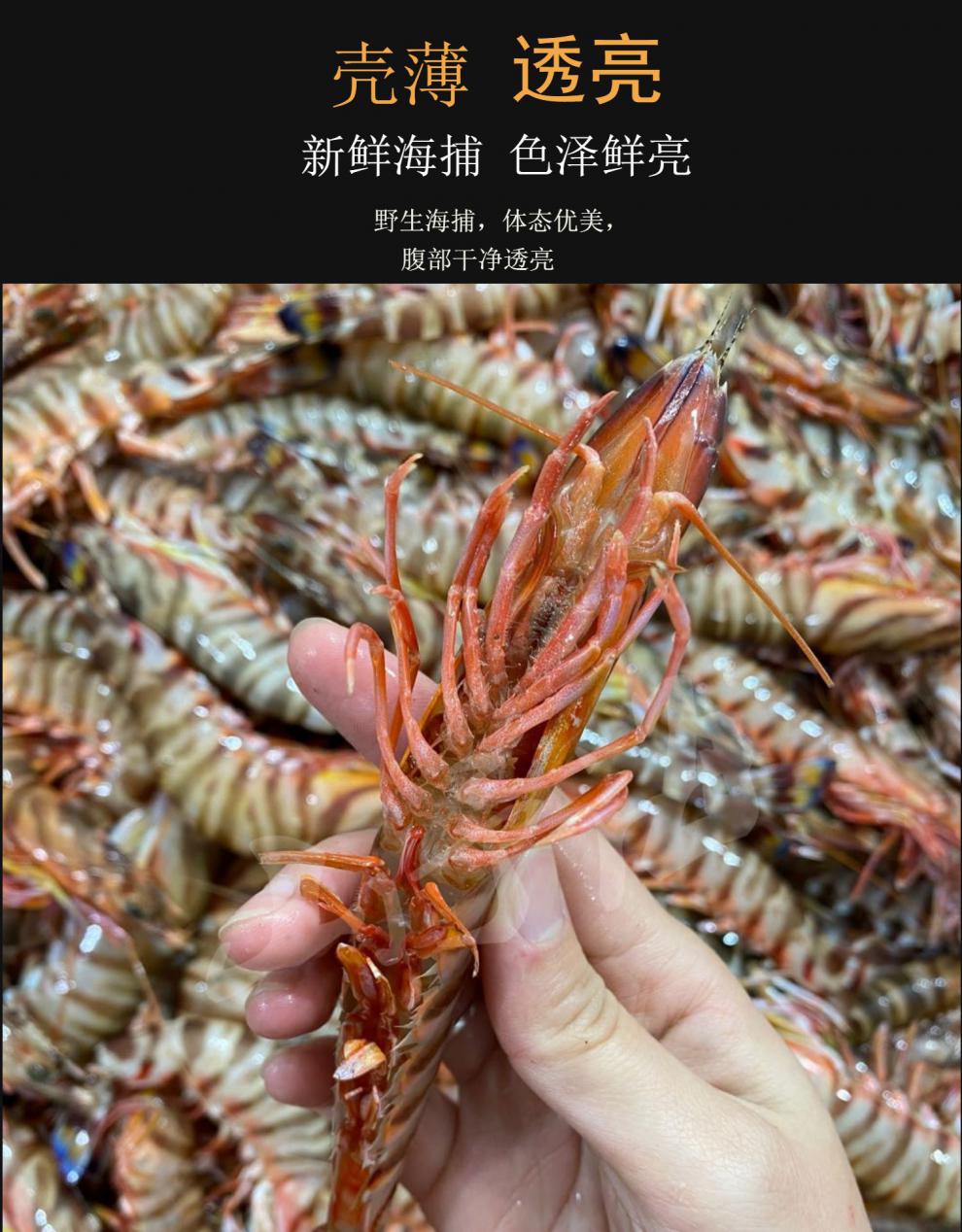 东海野生斑节虾3-4只/斤 特大超大九节虾新鲜竹节虾黑虎虾海虾 500g(3