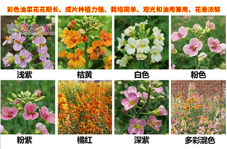 彩色油菜花菜籽 观赏两用花海高纯度油菜花种子油菜籽