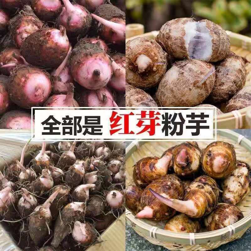 江西铅山红芽芋新鲜现挖香甜软糯芋艿芋头芋种香芋农家自种3斤大果