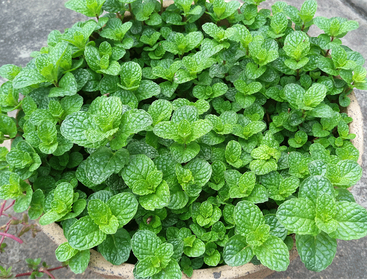 留兰香花种籽子四季种盆栽可食用香草种子阳台芳香植物猫薄荷虎雀b