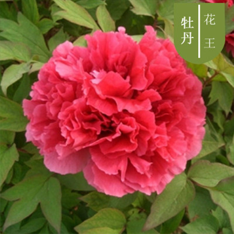 【现货现发】正宗牡丹花苗大花盆栽耐寒易活富贵花王