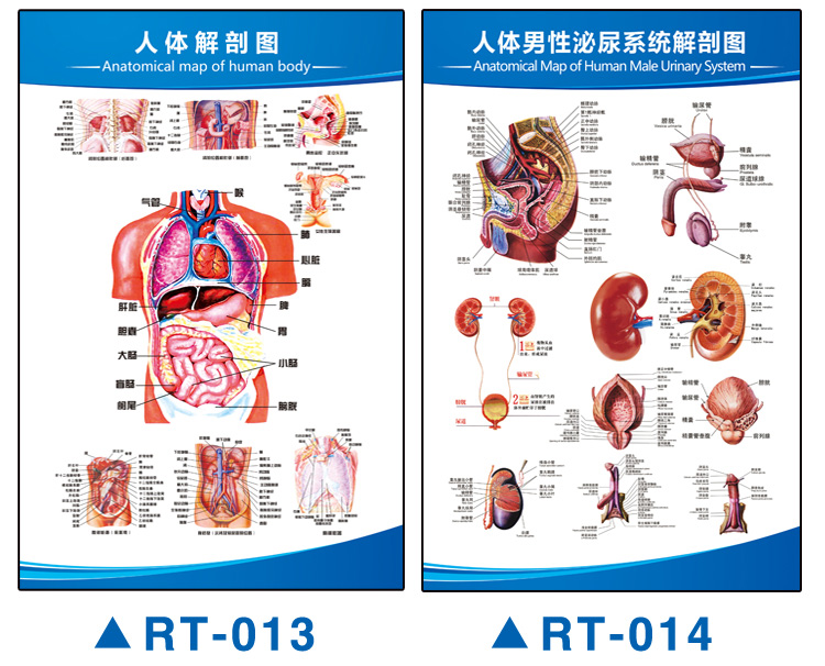人体血管示意图解剖图循环器官内脏结构图全身图图解海报挂画全身器官