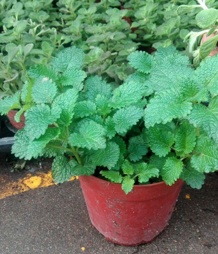 薄荷盆栽留兰香柠檬胡椒薄荷紫苏盆栽茜香花菜九层塔泡茶紫苏带盆栽好