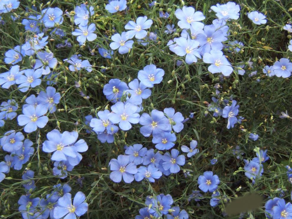 蓝花亚麻籽花种子盆栽花卉种子阳台庭院花种子兰花蓝亚麻花籽花海