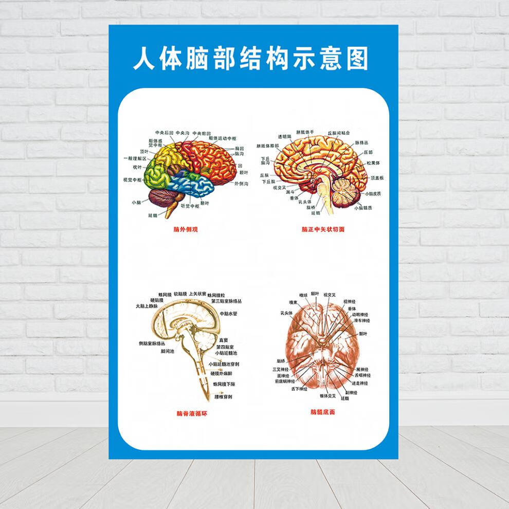 医院科室挂图头部脑神经解剖示意图宣传画教学医院科室人体医学挂图