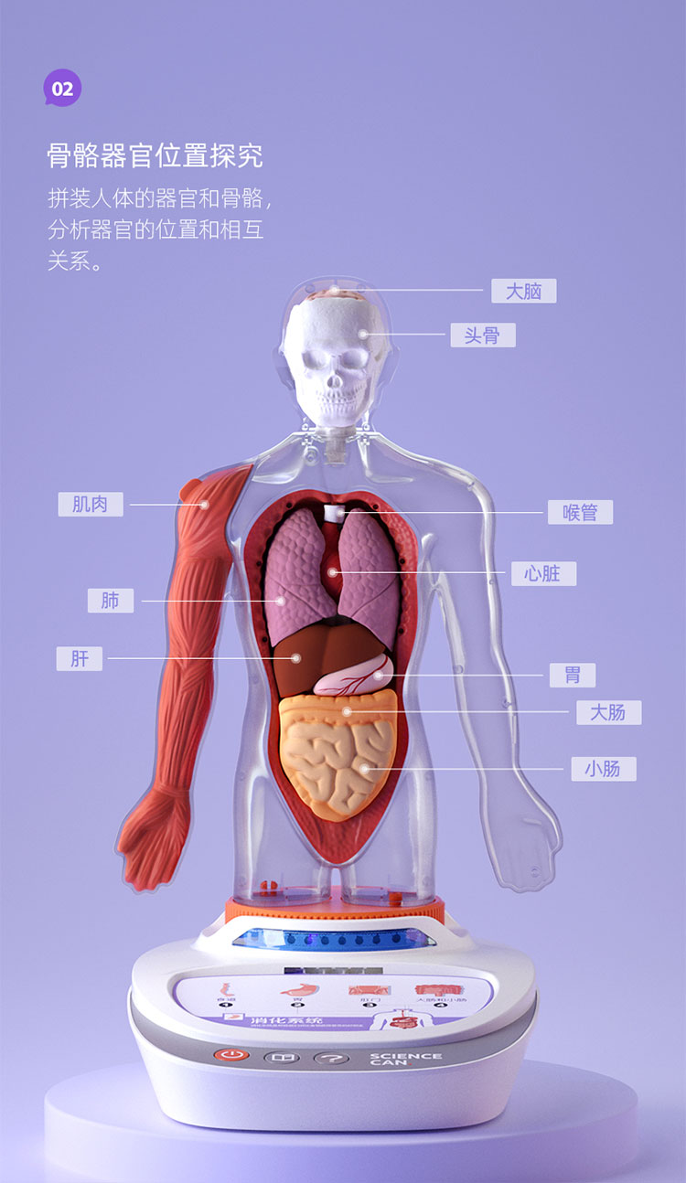 人体模型器官玩具人体器官模型解剖解刨玩具儿童内脏结构我们的身体