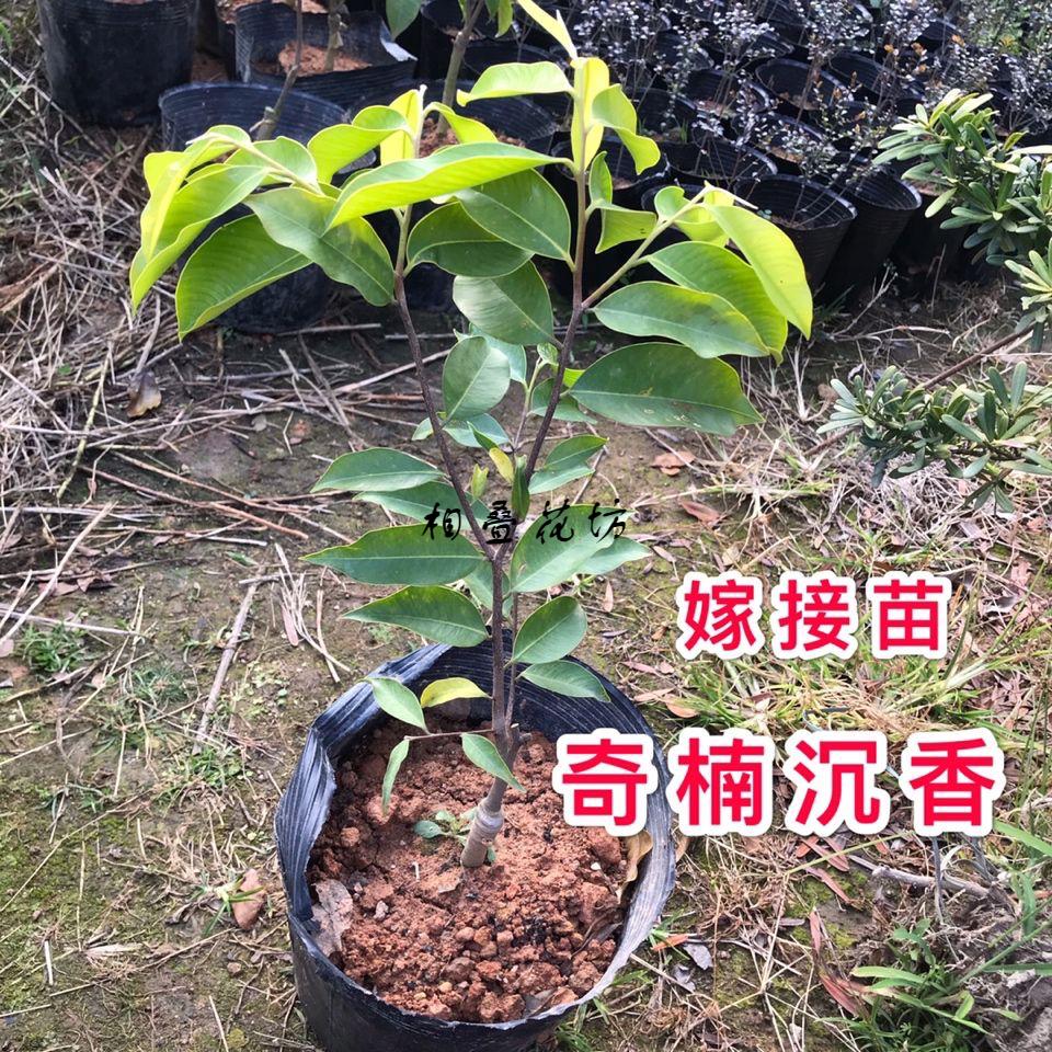 相叠花坊奇楠沉香树苗名贵苗木种子苗奇楠实生苗沉香小苗大杯苗 30-40