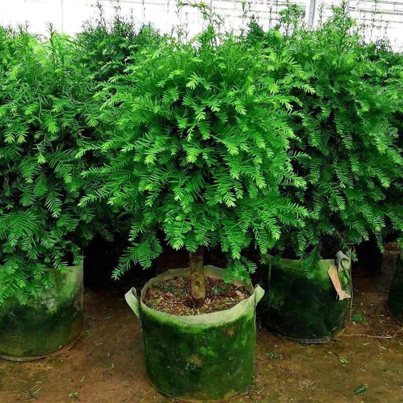超大红豆杉树苗盆栽好养易活室内外净化空气四季常青植物吸甲醛 1.